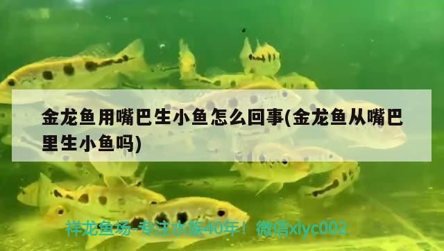 紅金龍魚生孩子怎么從嘴里出來的：紅金龍魚的繁殖方式
