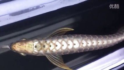 給龍魚做手術怎么做視頻：如何給龍魚做手術