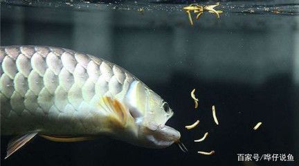 龍魚喂什么最省錢（龍魚喂養成本控制）