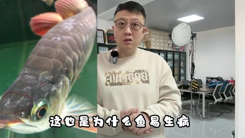 龍魚魚缸最佳溫度是多少？