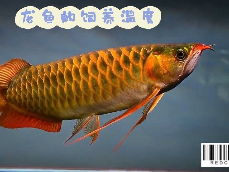 龍魚魚缸最佳溫度是多少？
