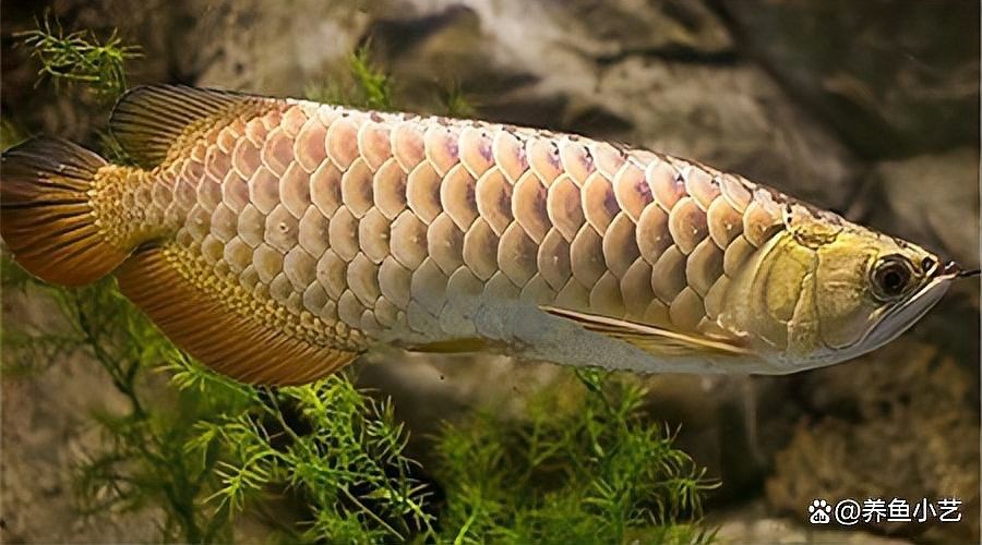 龍魚魚缸最佳溫度是多少？