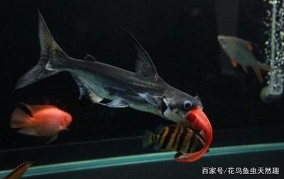 適合與龍魚混養的底層魚種類和混養的注意事項：適合與龍魚混養的底層魚種類