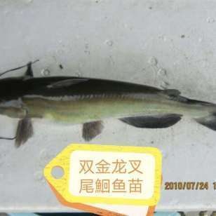 購(gòu)買金龍魚苗違法嗎（購(gòu)買金龍魚苗并不違法，但如果是購(gòu)買金龍魚苗并不違法）