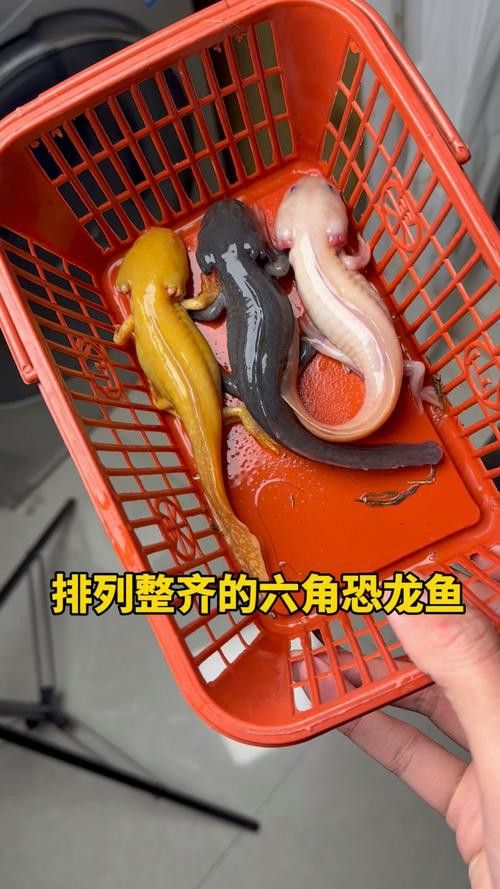 恐龍魚長什么樣子圖片