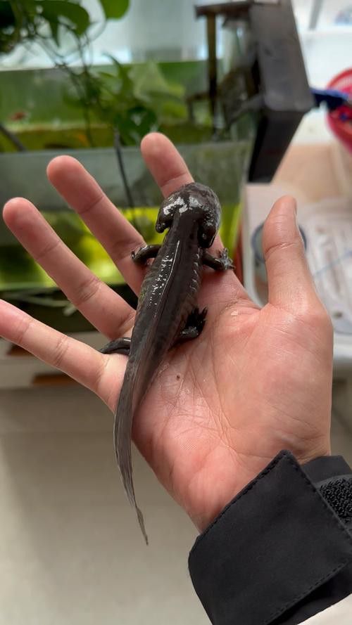 恐龍魚長什么樣子圖片