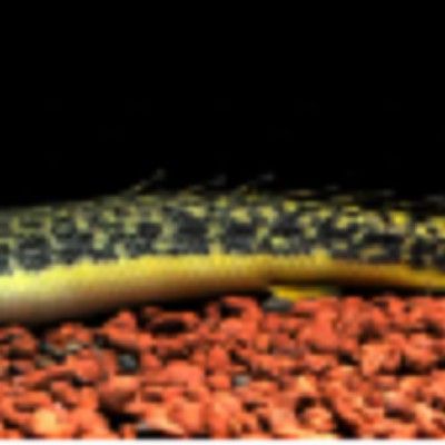 恐龍魚長什么樣子圖片