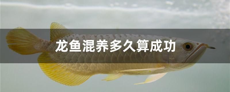 龍魚混養要多久才能和諧：混養龍魚需要幾個月的時間來達到和諧狀態，龍魚混養食物選擇指南