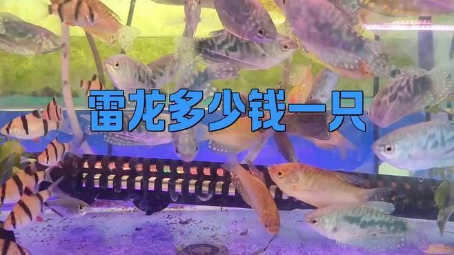 這些雷龍魚的市場價格有何波動？