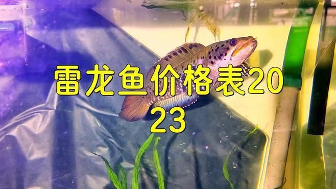 這些雷龍魚的市場價格有何波動？