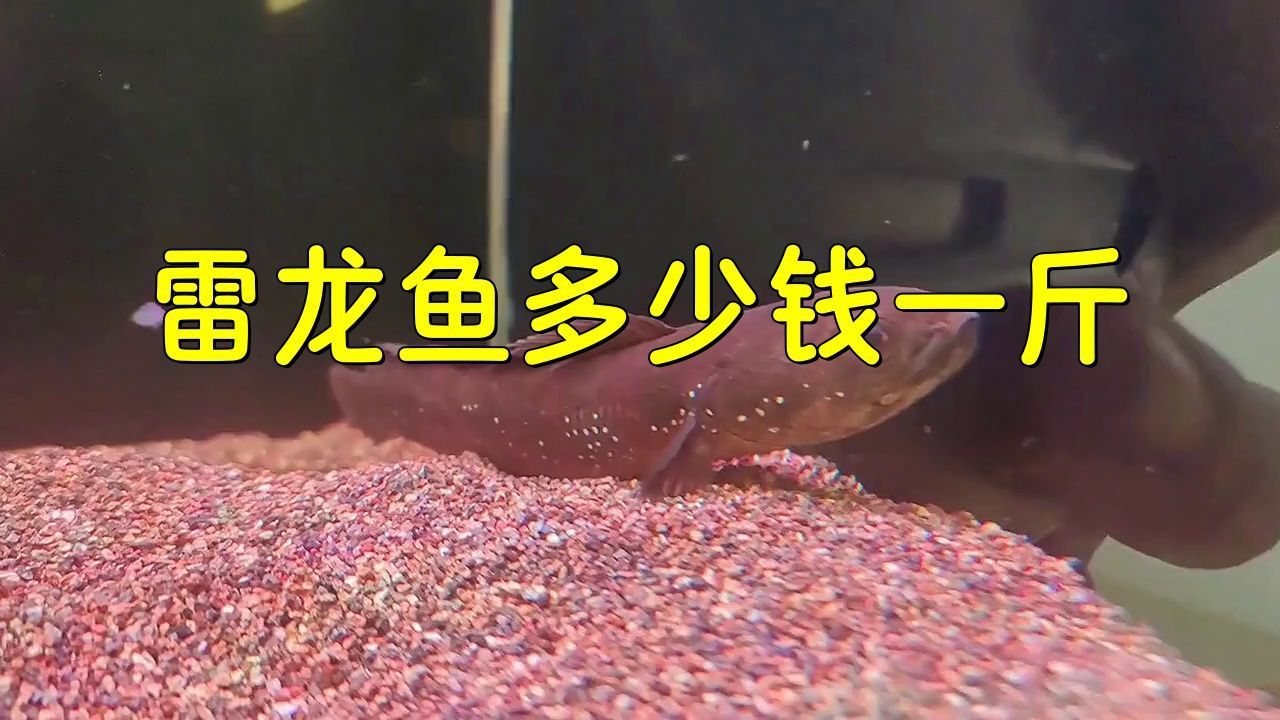 這些雷龍魚的市場價格有何波動？