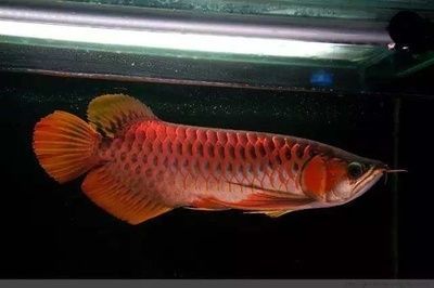 金龍龍魚是哪里的品牌：金龍魚品牌在中國的發(fā)展