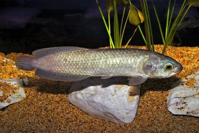 龍魚基因檢測需要多長時間 龍魚基因檢測需要多長時間 龍魚百科 第2張