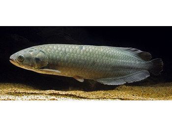 龍魚基因檢測需要多長時間 龍魚百科 第1張 龍魚基因檢測需要多長時間 龍魚基因檢測需要多長時間 龍魚百科 第1張