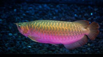 紅龍魚和金龍魚的特征區別是什么意思：\"紅龍魚和金龍魚的特征區別是什么