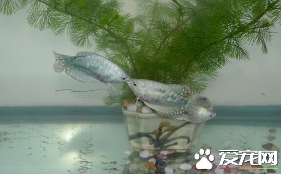 銀色金龍魚多少錢一條：小型龍魚指的是那些體型較小的龍魚品種 銀色金龍魚多少錢一條：小型龍魚指的是那些體型較小的龍魚品種 龍魚百科 第2張