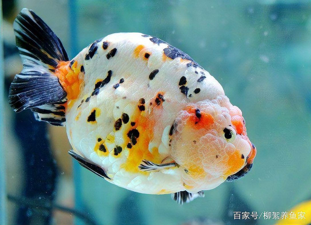 家養龍魚能活多久