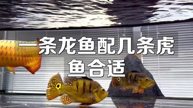 龍魚和虎魚混養(yǎng)的最佳搭配有哪些？