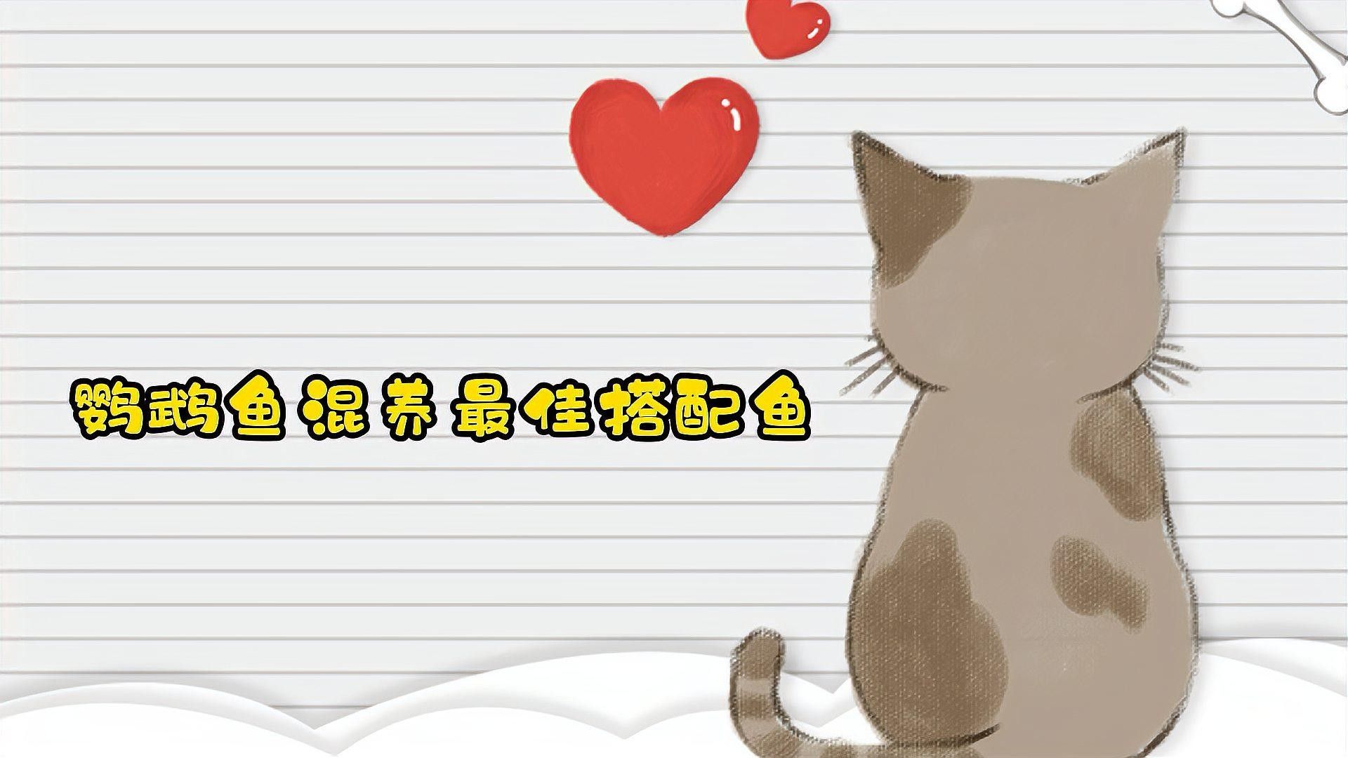 鸚鵡魚能和銀龍魚混養嗎圖片欣賞大全