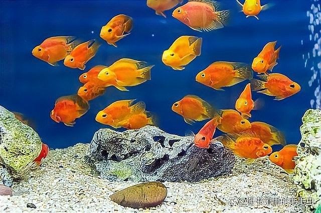 鸚鵡魚能和銀龍魚混養嗎圖片欣賞大全