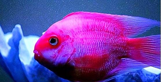 鸚鵡魚能和銀龍魚混養嗎圖片欣賞大全