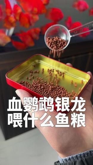 鸚鵡魚能和銀龍魚混養嗎圖片欣賞大全