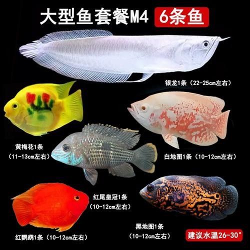 鸚鵡魚能和銀龍魚混養嗎圖片欣賞大全