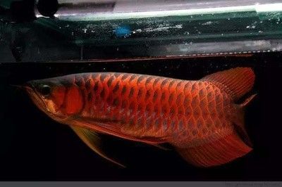 龍魚可以停食幾天嘛：龍魚可以停食嗎？