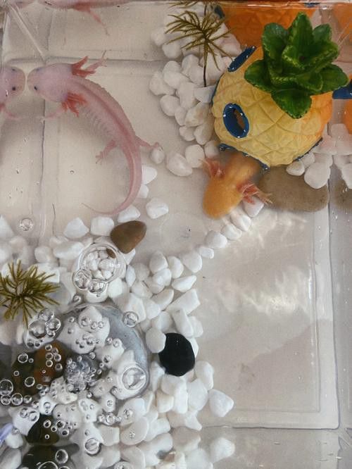 六角恐龍魚怎么養及喂養技巧圖片視頻大全