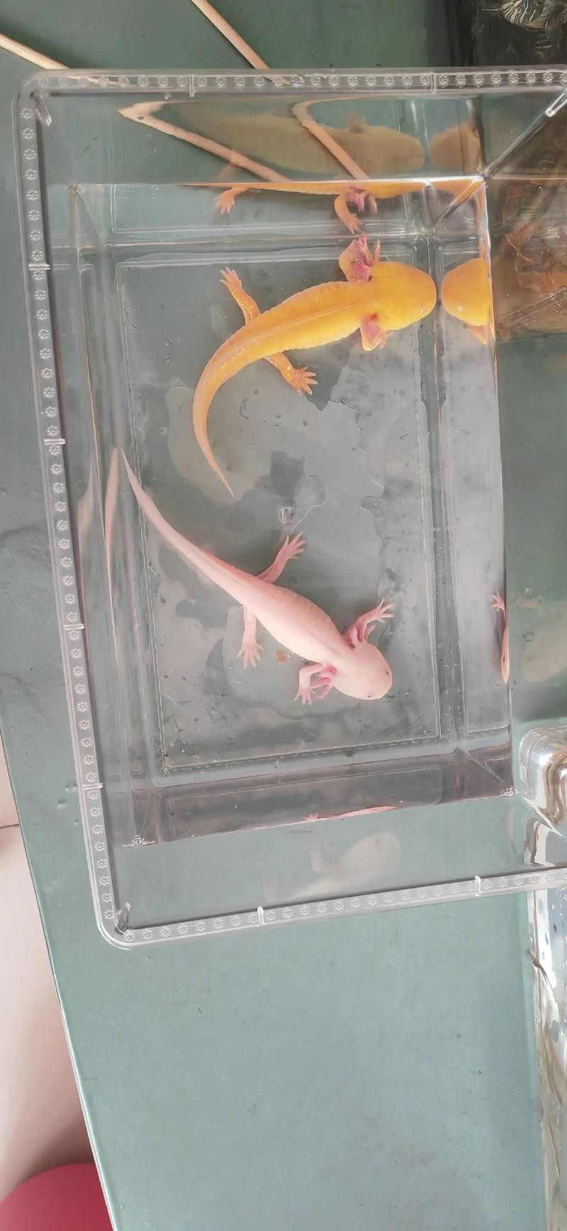 六角恐龍魚怎么養及喂養技巧圖片視頻大全