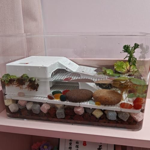 六角恐龍魚怎么養及喂養技巧圖片視頻大全