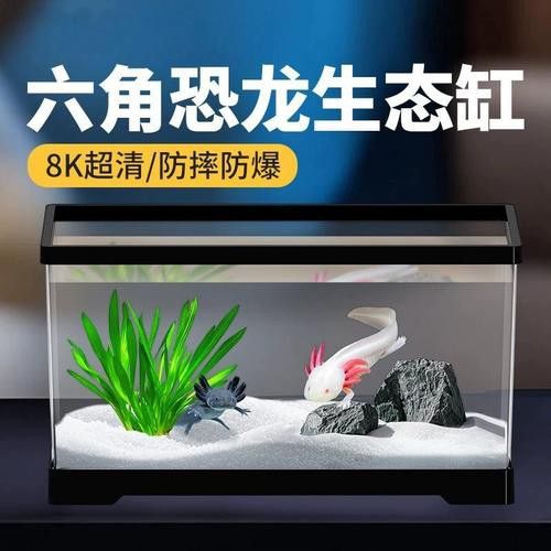 六角恐龍魚怎么養及喂養技巧圖片視頻大全