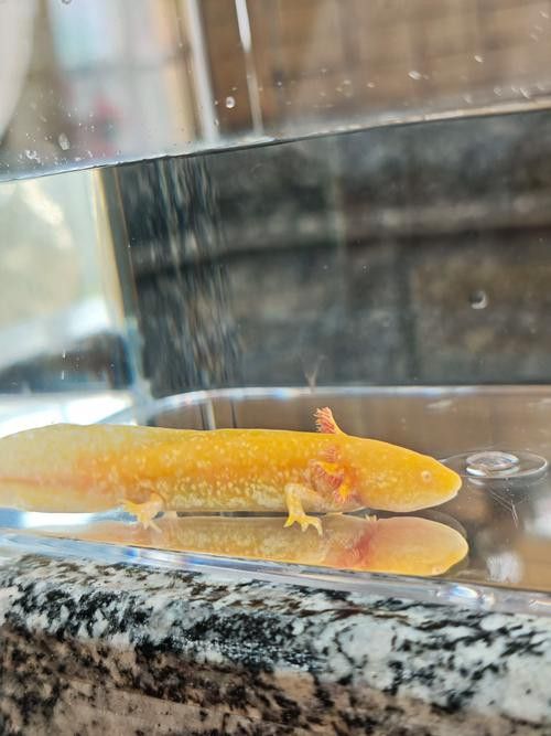 六角恐龍魚怎么養及喂養技巧圖片視頻大全