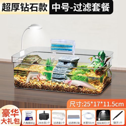 六角恐龍魚怎么養及喂養技巧圖片視頻大全