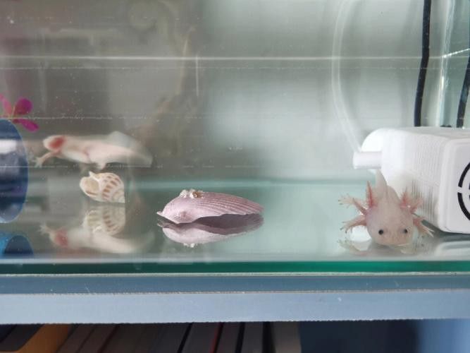 六角恐龍魚怎么養及喂養技巧圖片視頻大全