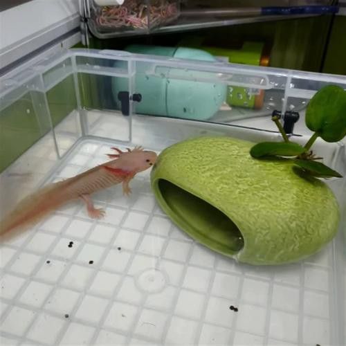 六角恐龍魚怎么養及喂養技巧圖片視頻大全