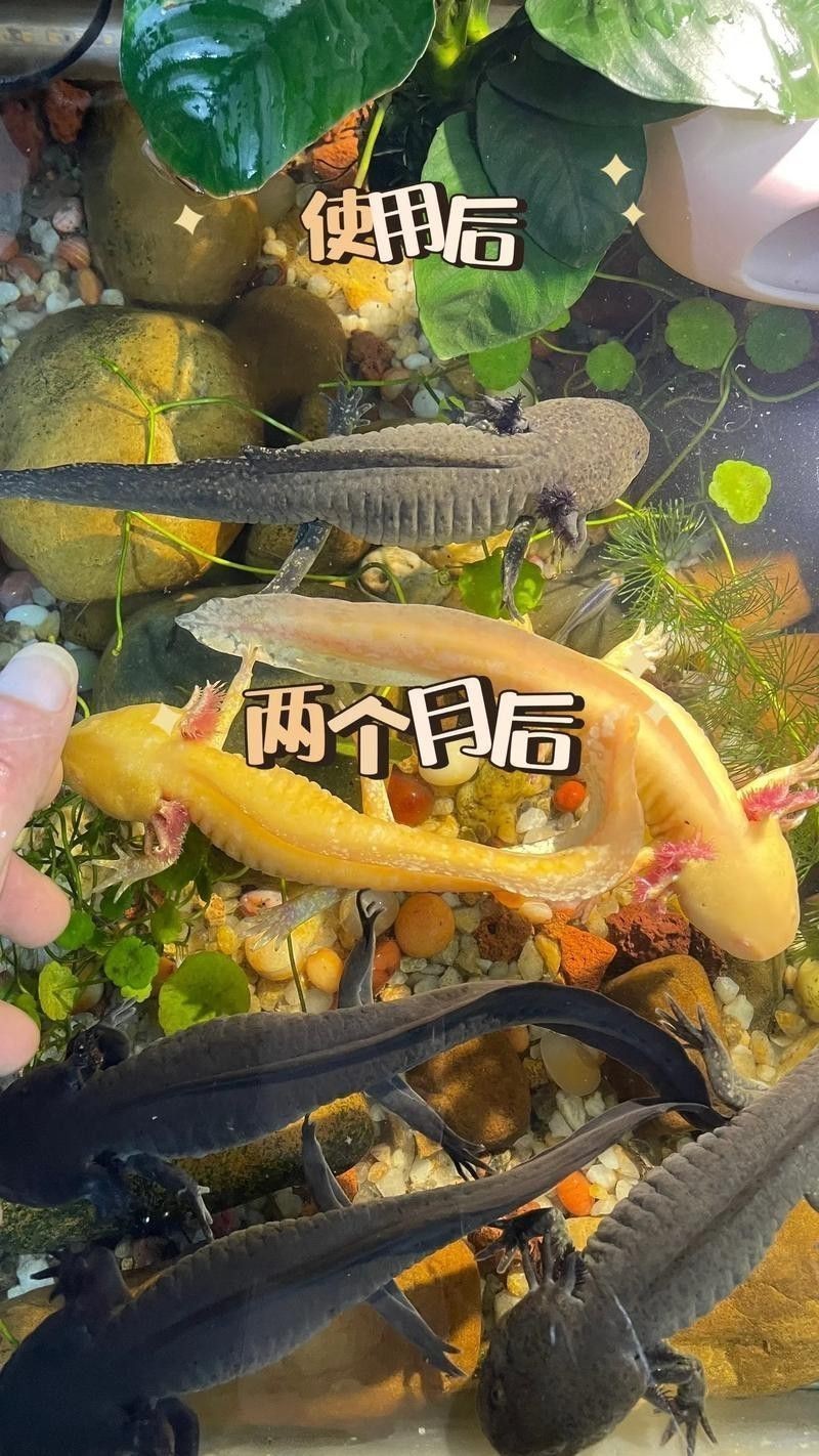 六角恐龍魚怎么養及喂養技巧圖片視頻大全