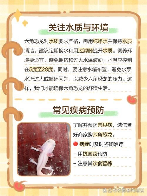 六角恐龍魚怎么養及喂養技巧圖片視頻大全