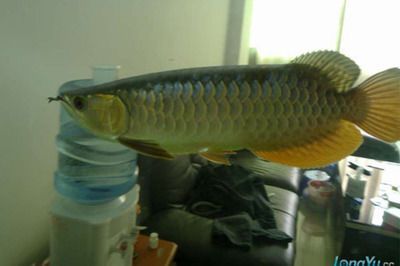 想吃金龍魚（在某些地區存在食用金龍魚的情況，不建議食用金龍魚）