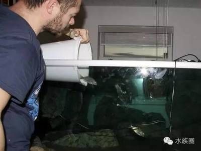 虎魚打龍魚怎么辦（當虎魚與龍魚之間發生打斗時可以通過幾種方法來緩解或解決問題）