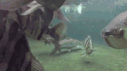 虎魚打龍魚怎么辦（當虎魚與龍魚之間發生打斗時可以通過幾種方法來緩解或解決問題）
