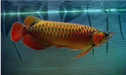 龍魚無緣無故死了一條魚什么預兆呢：龍魚無緣無故死了一條魚什么預兆