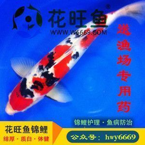 龍魚蒙眼最好治療方法視頻講解：龍魚蒙眼最好治療方法視頻，全面解析與實用指南