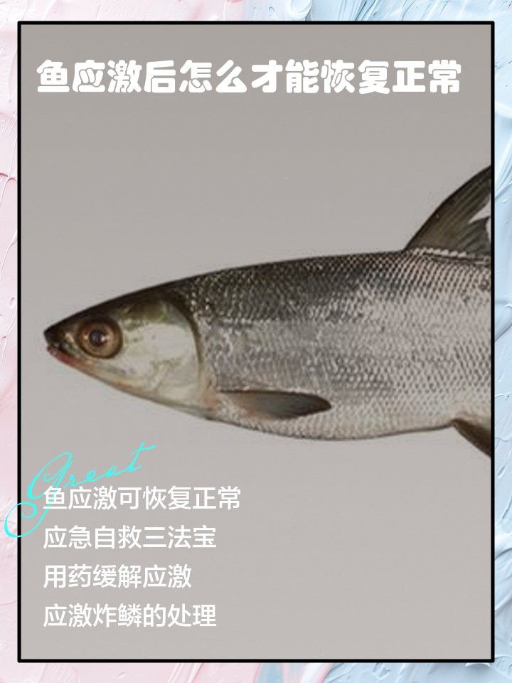 金龍魚(yú)怎么養(yǎng)才不容易死掉