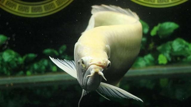 龍魚檔次，龍魚的檔次主要取決于什么？