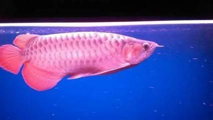 金龍魚不愛游動怎么辦？：金龍魚不愛游動怎么辦