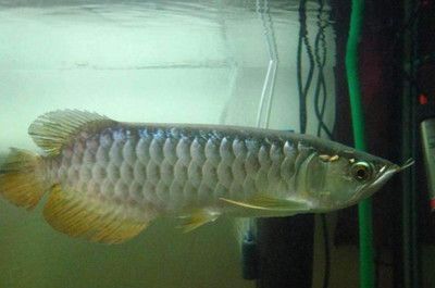 突然開燈龍魚掉眼（夜間突然開燈導致龍魚掉眼，但通過上述方法可以有效處理）