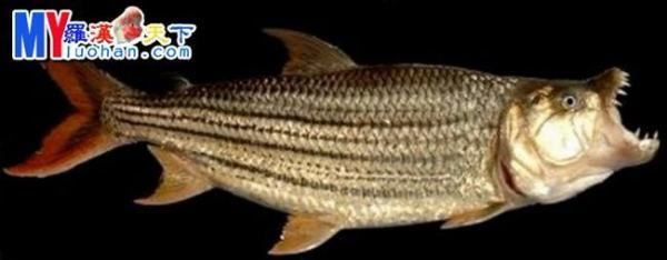 黃金猛魚和龍魚混養：黃金猛魚和龍魚可以混養嗎