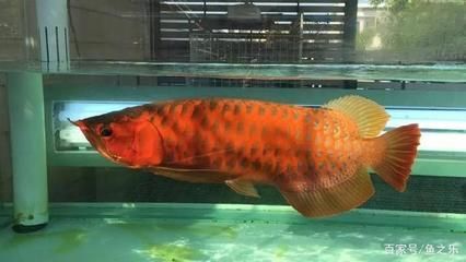 龍魚為什么撞魚缸會死：龍魚為什么撞魚缸會死亡