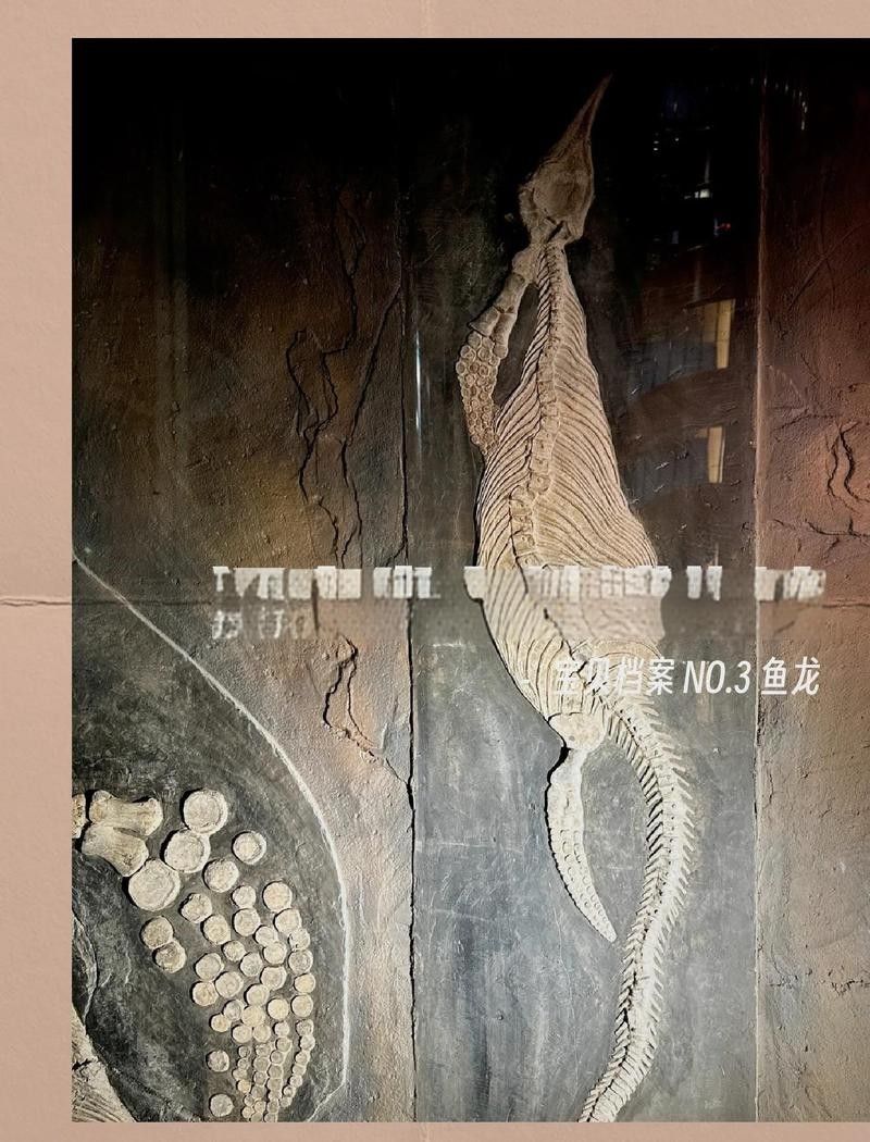 魚龍和鯨類哪個更早出現？
